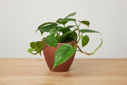 Vining Philodendron Cordatum Heartleaf plant with lush green leaves in a terracotta pot.
