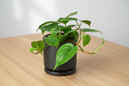 Vining Philodendron Cordatum Heartleaf plant in a black pot with a matching saucer on a light wood table.