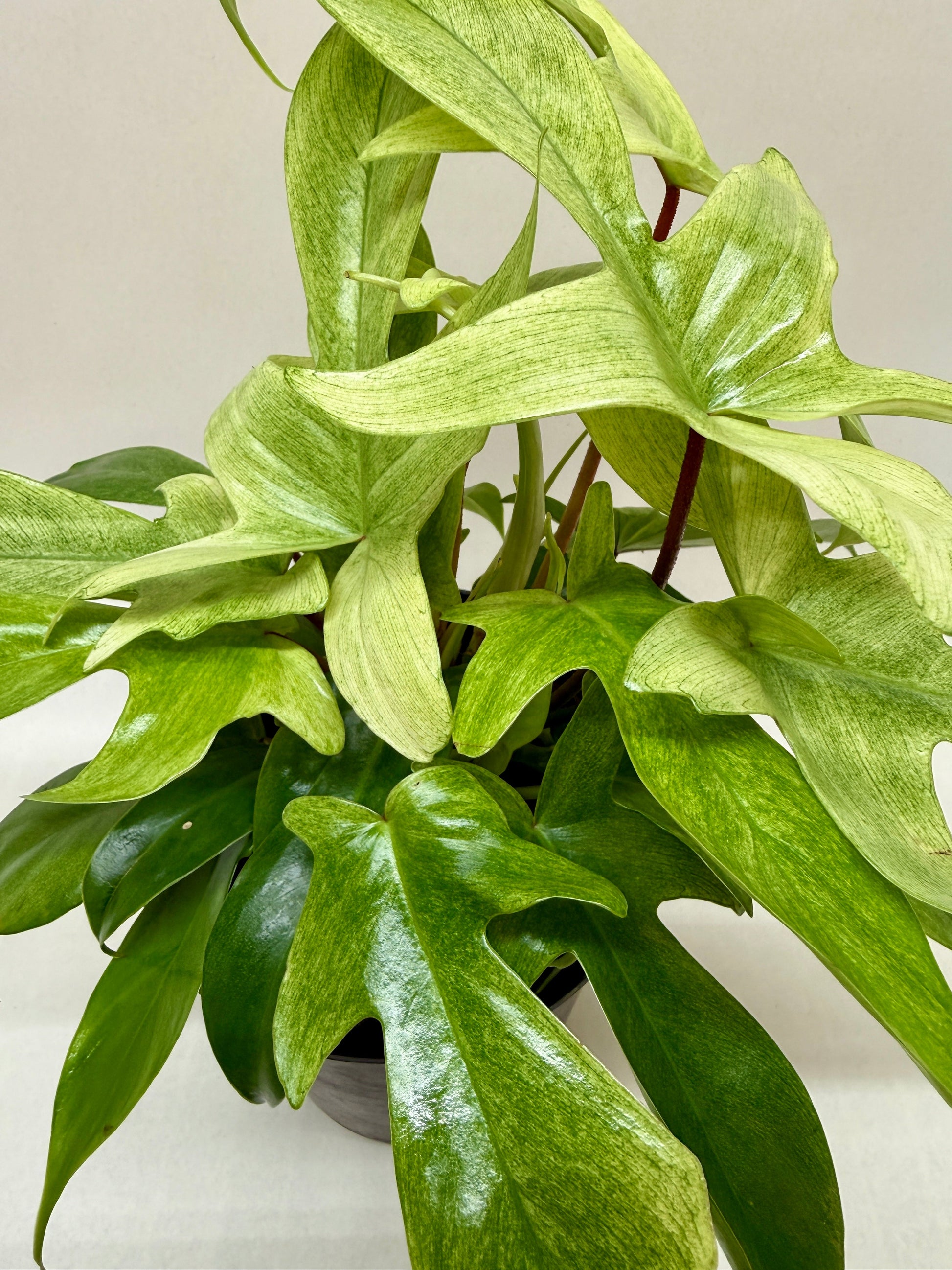 Philodendron Florida Ghost plant with variegated green and white leaves in a black pot.