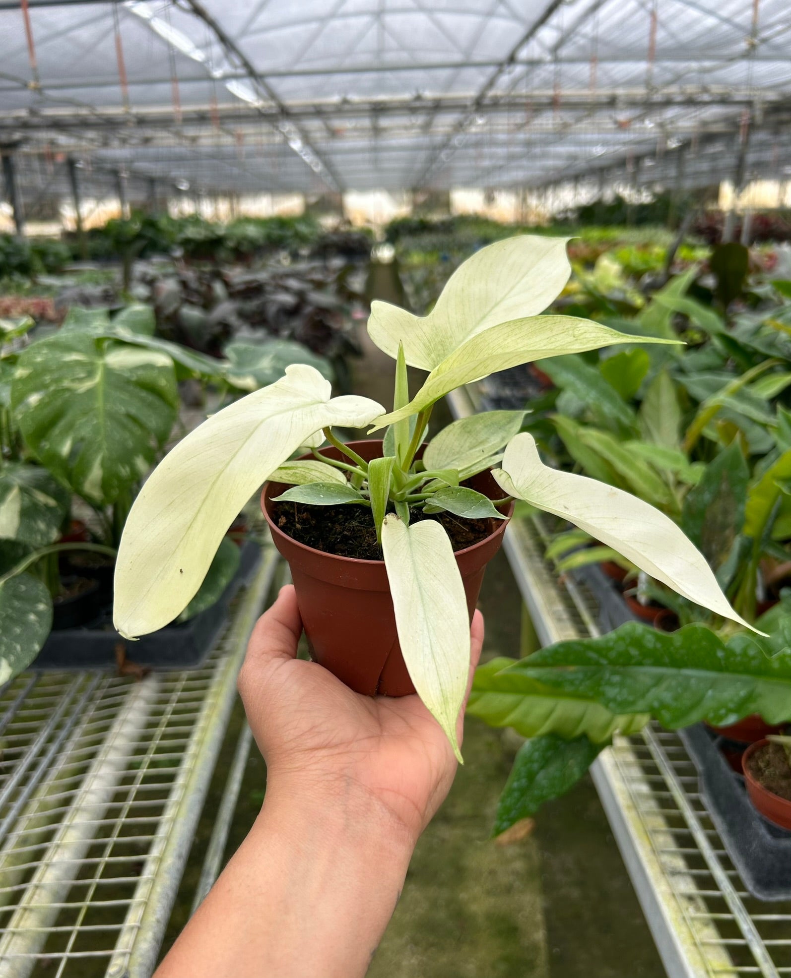 Hand holding a small Philodendron Florida Ghost plant with dramatic white leaves in a brown pot.