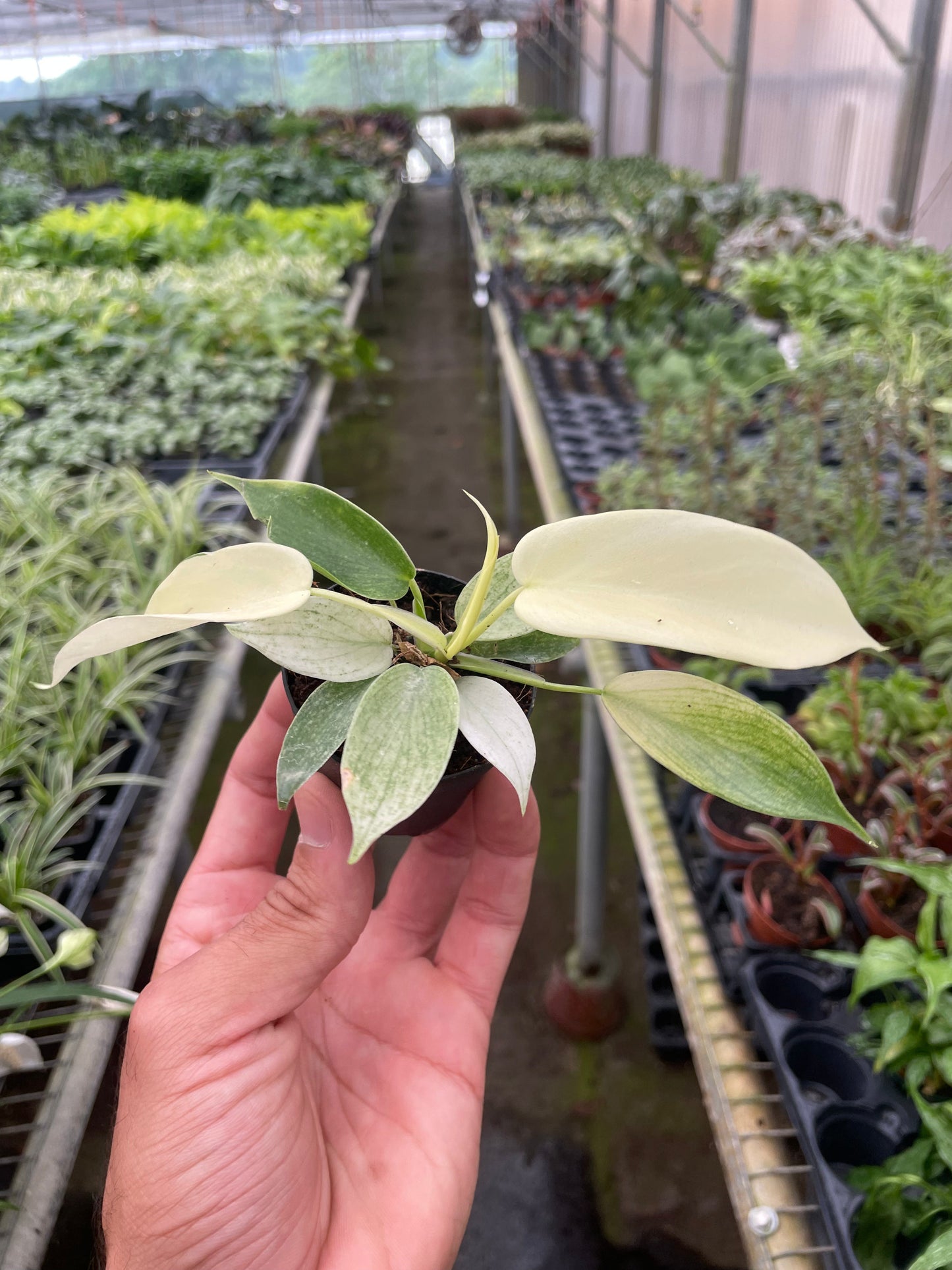 Small Philodendron Florida Ghost plant with white and variegated leaves in a black pot.