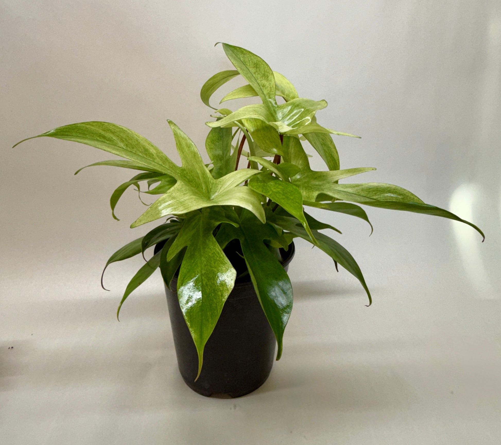Philodendron Florida Ghost in a black pot, showing variegated green and white leaves.