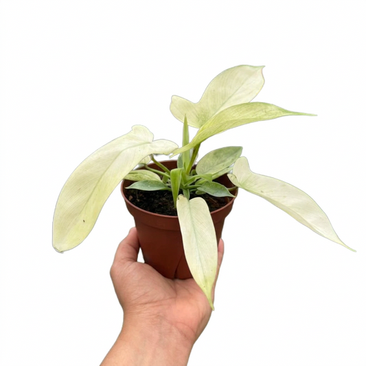 A hand holding a philodendron florida ghost plant in a brown  pot with white and light green variegated leaves against a white background. 