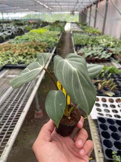 A hand holding philodendron gloriosum plant with small green leaves in a 2” black pot in a greenhouse setting with other plants in the background.