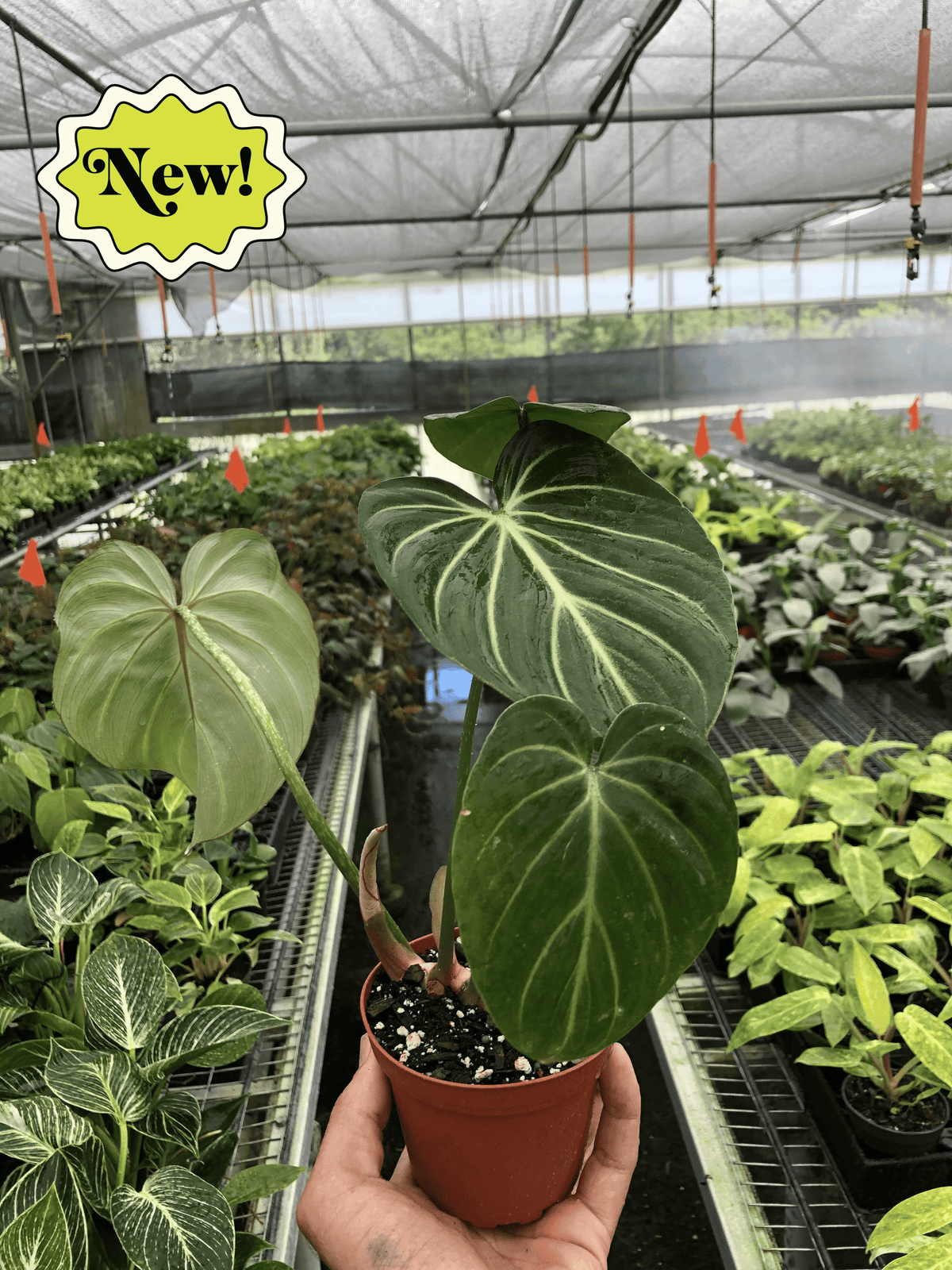 Hand holding a philodendron gloriosum plant with big green velvety leave's in a brown 4” pot in a greenhouse setting with other green plants in the background.