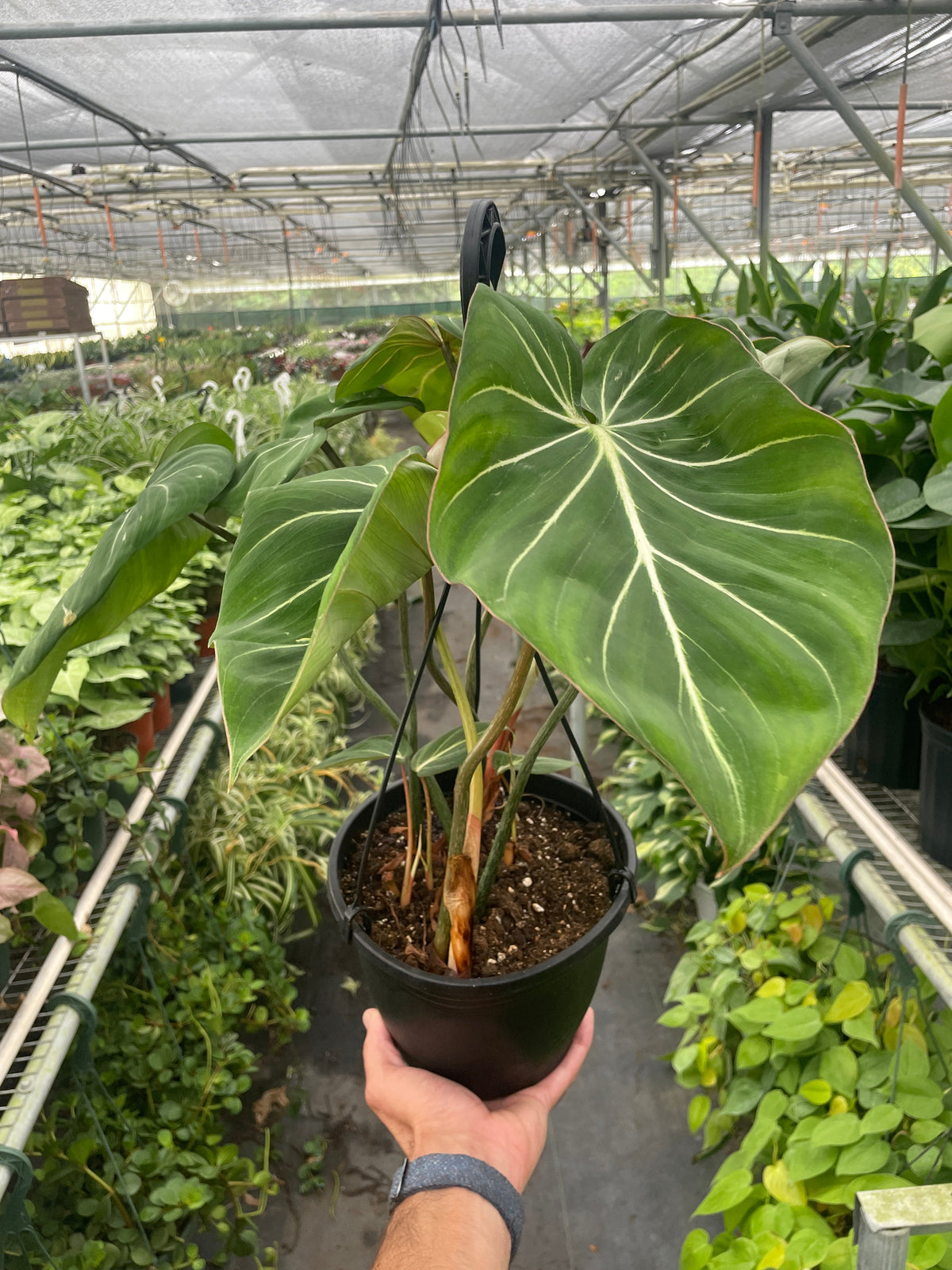 Hand holding a philodendron gloriosum plant with big green leaves in a black 6” pot in a greenhouse setting with other green plants in the background.