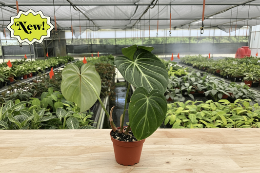 Potted plant held in a greenhouse with 'New!' label