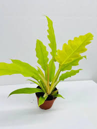 Vibrant Philodendron 'Golden Crocodile' plant in a brown nursery pot, featuring bright yellow-green, wavy leaves.