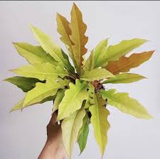 Vibrant Philodendron 'Golden Crocodile' plant with wavy, golden-yellow leaves held by a hand.