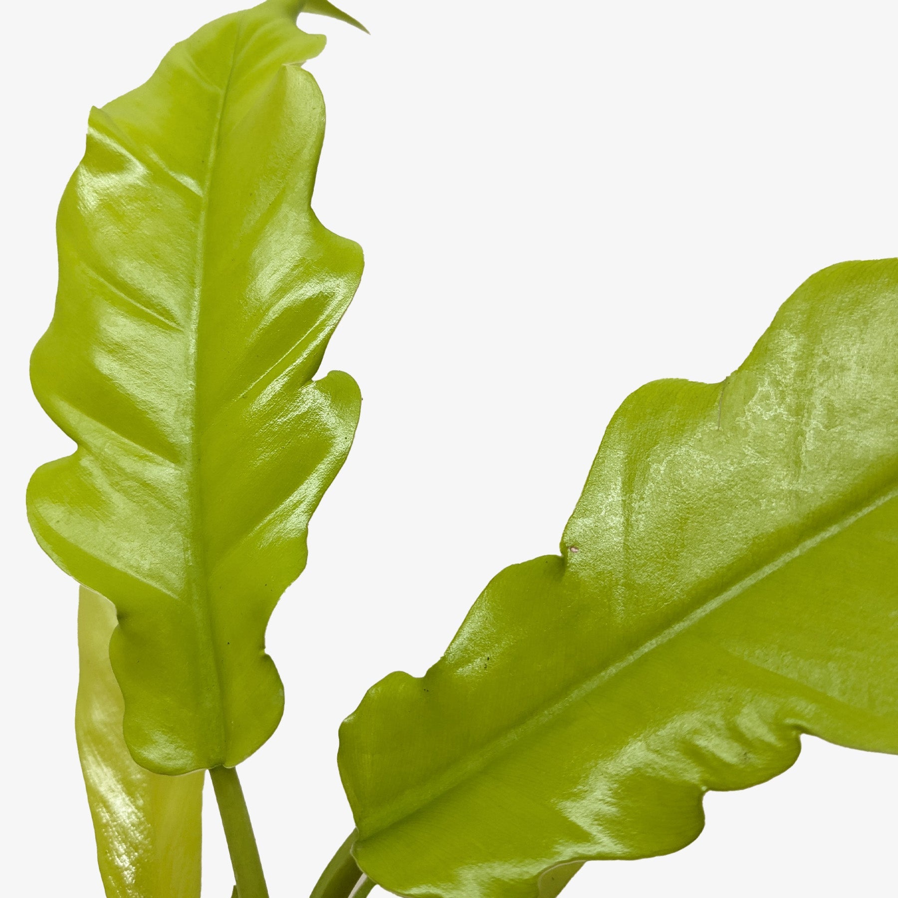 Close-up of a Philodendron 'Golden Crocodile' plant with two vibrant, wavy-edged chartreuse leaves.