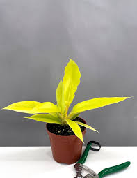 Vibrant Philodendron 'Golden Crocodile' plant in a brown pot with green pruning shears.