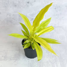 Vibrant Philodendron 'Golden Crocodile' plant in a black pot, featuring bright yellow-green leaves.