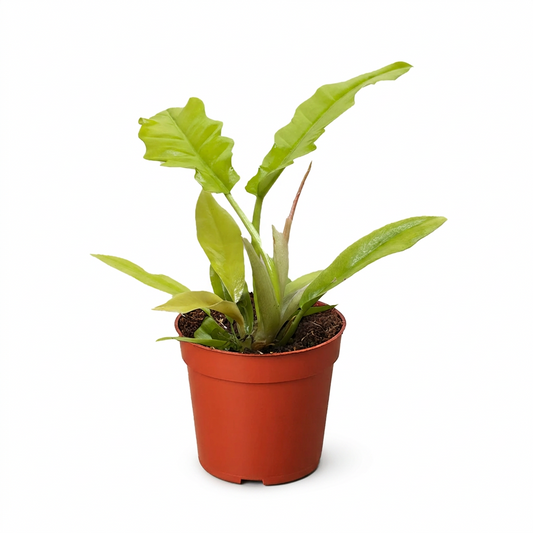 Potted philodendron golden crocodile plant with vibrant lime green lobed leaves in a brown pot.