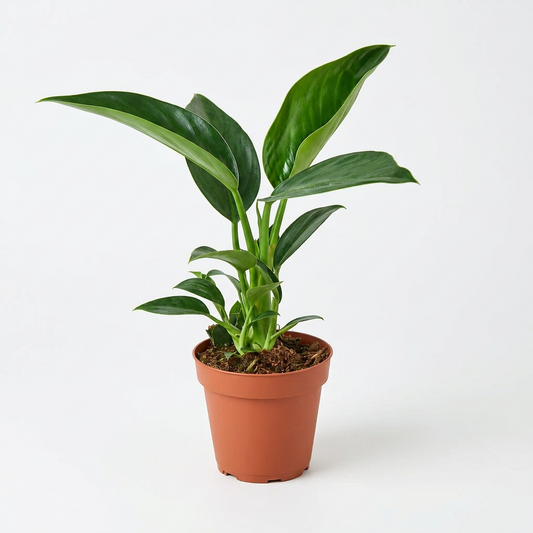 Philodendron green Congo with glossy dark green leaves in a brown pot.