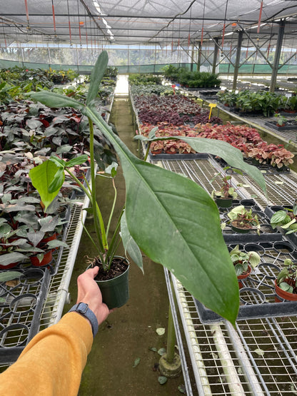 Person holding a potted plant in a greenhouse filled with various plants.