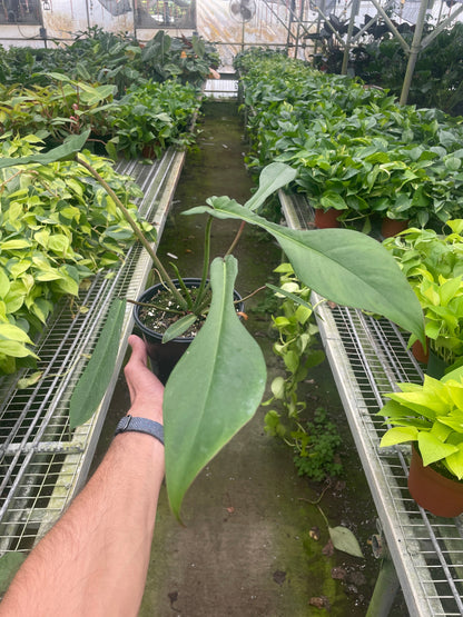 Hand holding a potted plant in a greenhouse with rows of plants and metal walkways.