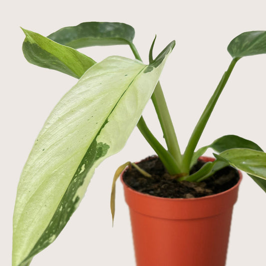Philodendron Jose Buono with large green and creamy-white variegated leaves in an orange pot.