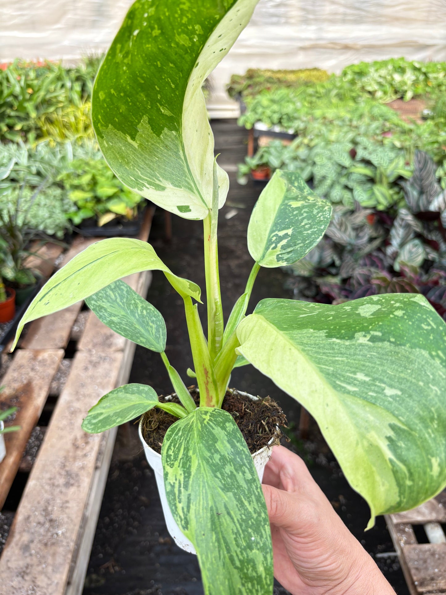 Variegated Philodendron Jose Buono with large green and creamy-white leaves in a white pot.