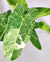 Philodendron Jose Buono with large, variegated green and creamy-white leaves.