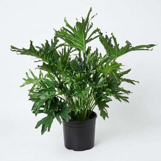 A potted large philodendron lickety split plant with large green lobed split leaf leaves in a black 8” pot sitting on a white surface with white background. 