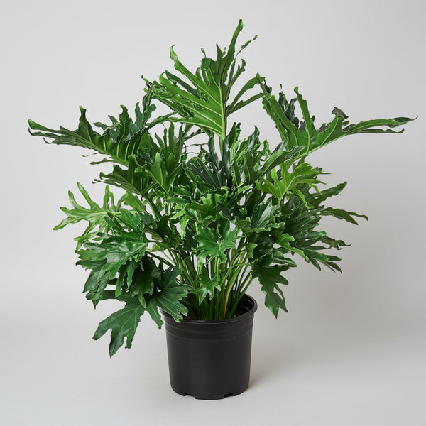 Potted green plant on a grey background