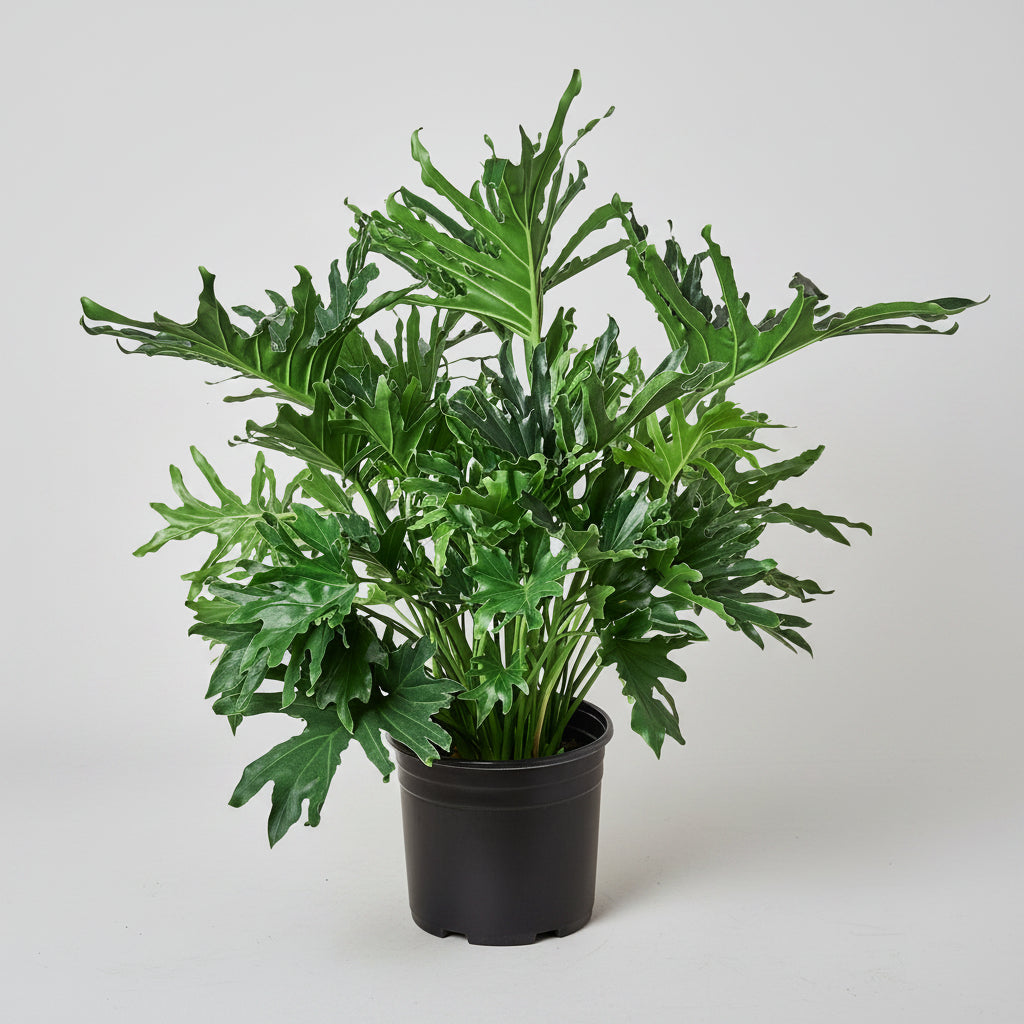 Potted green plant on a grey background