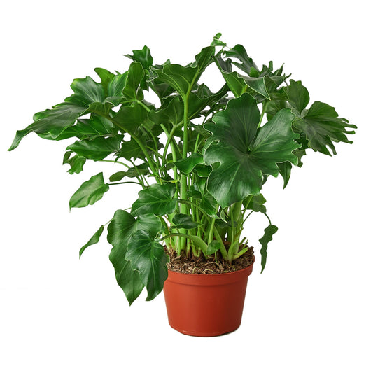 A lush Philodendron 'Little Hope' plant with big green lobed cupped like leaves in a brown pot.