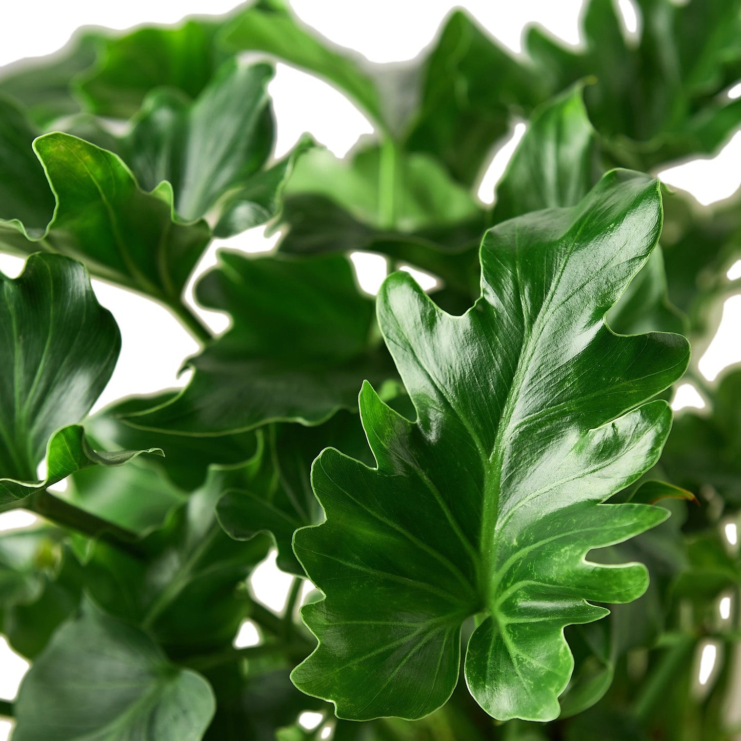 Lush Philodendron 'Little Hope' plant with glossy, deeply lobed green leaves.