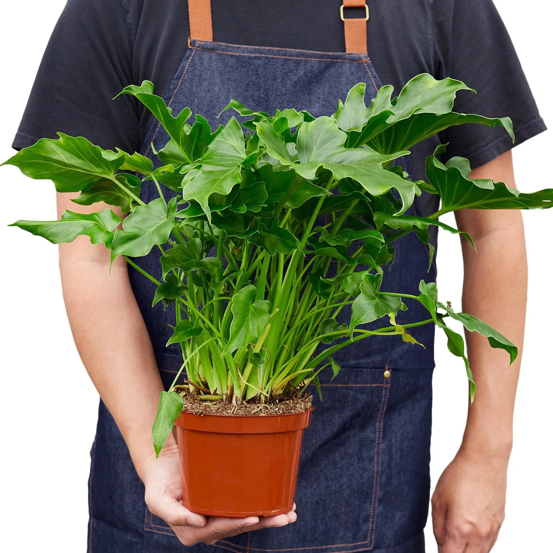 Person in denim apron holding a Philodendron 'Little Hope' plant in a brown pot.