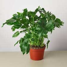 Lush Philodendron 'Little Hope' plant with deeply lobed, glossy green leaves in a terracotta pot.