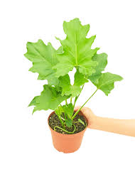 Hand holding a Philodendron 'Little Hope' plant in a brown pot, featuring glossy green, lobed leaves.