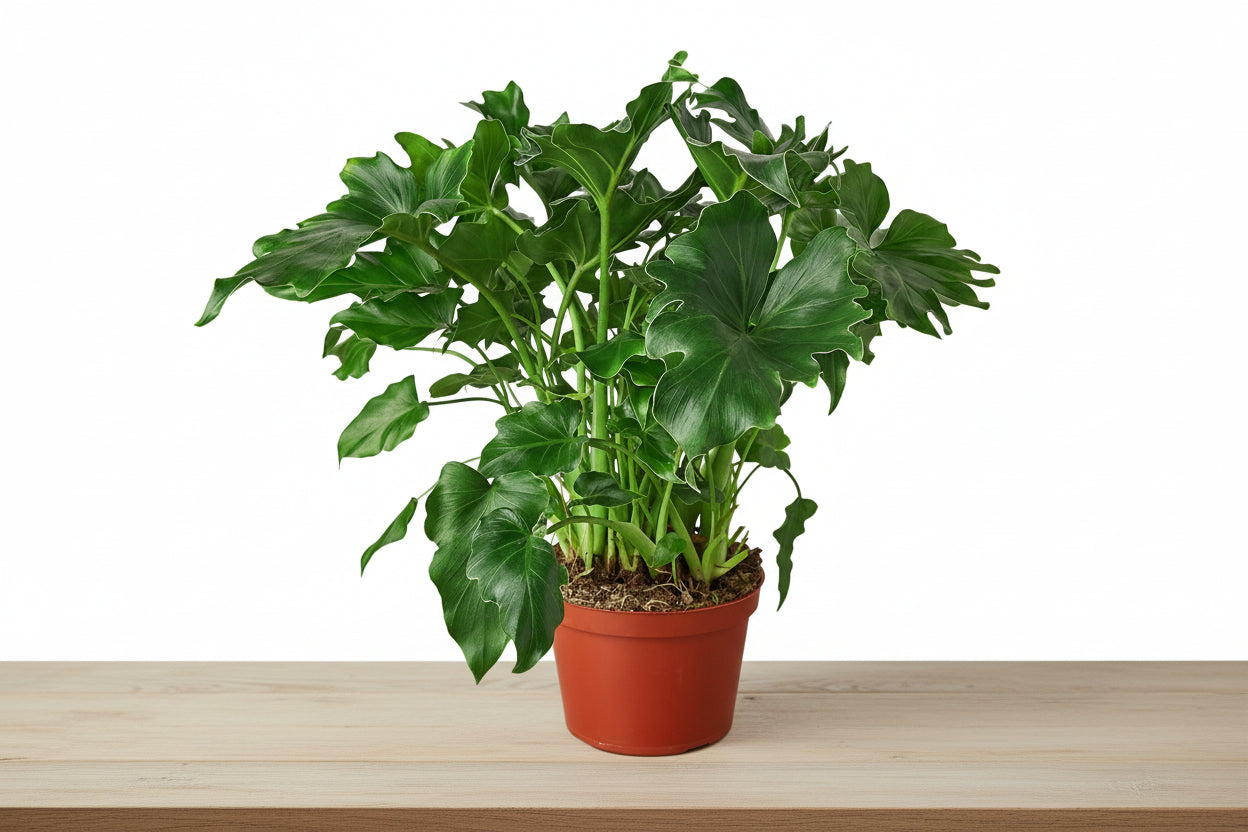 Lush Philodendron 'Little Hope' plant in a terracotta pot on a light wooden surface.