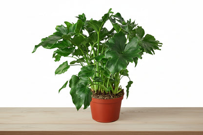 Lush Philodendron 'Little Hope' plant in a terracotta pot on a light wooden surface.