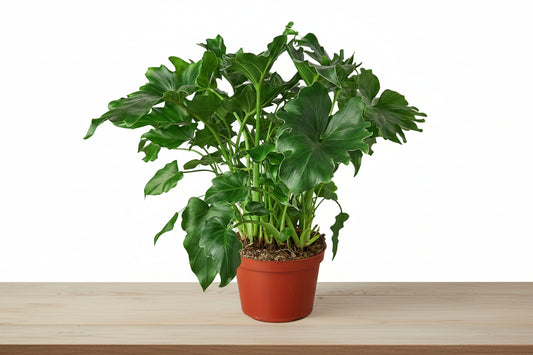 Lush Philodendron 'Little Hope' plant in a terracotta pot on a light wooden surface.