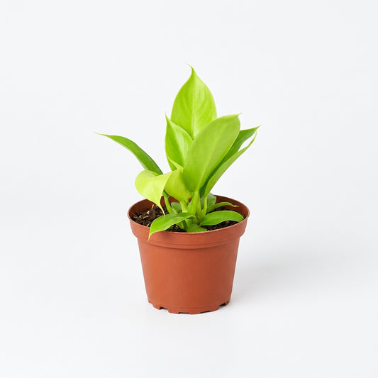 Potted philodendron ‘moonlight’ plant with vibrant green neon leaves in a brown pot.