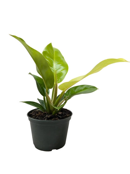 Potted philodendron ‘moonlight’ with vibrant green neon leaves compact in a black pot.