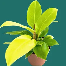 Vibrant lime-green Philodendron Moonlight plant in a brown pot.