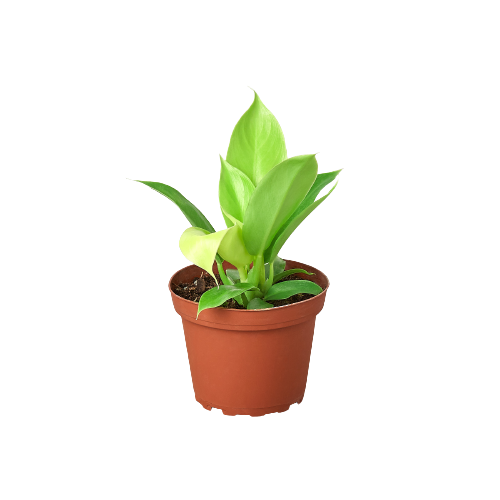 Small Philodendron Moonlight plant with vibrant lime-green, arrow-shaped leaves in a brown pot.