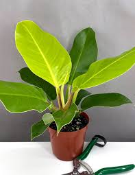 Vibrant lime-green Philodendron Moonlight plant in a brown pot with green pruning shears.