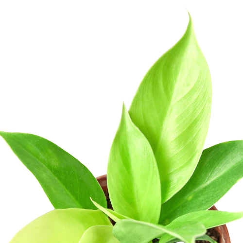 Vibrant lime-green Philodendron Moonlight plant with arrow-shaped leaves in a brown pot.