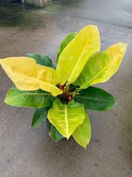 Vibrant Philodendron Moonlight plant with lime-green and yellow arrow-shaped leaves in a pot.