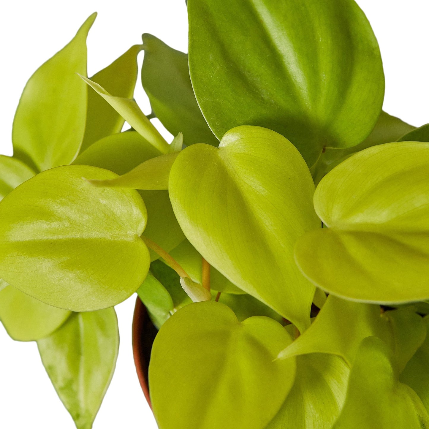 Vibrant chartreuse Philodendron 'Neon' houseplant with heart-shaped leaves in a brown pot.