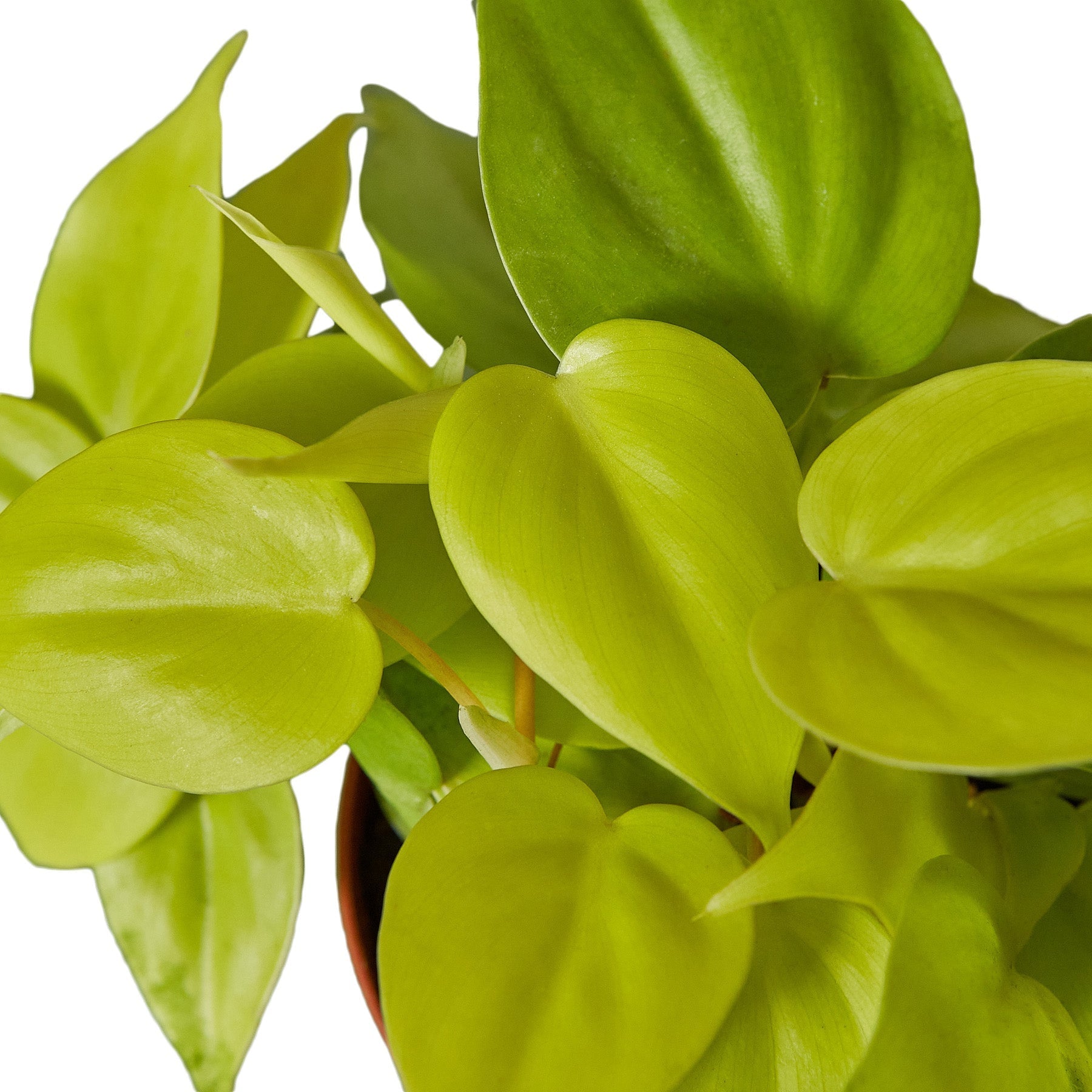 Vibrant chartreuse Philodendron 'Neon' houseplant with heart-shaped leaves in a brown pot.