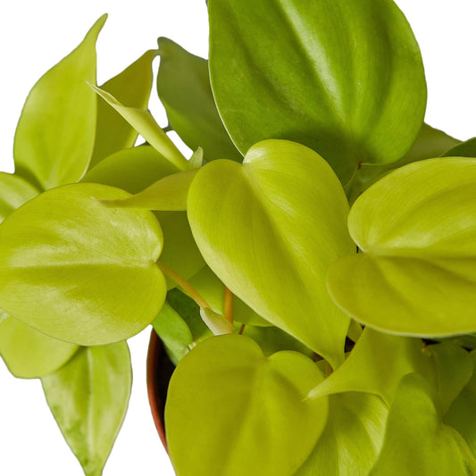 Vibrant chartreuse Philodendron 'Neon' houseplant with heart-shaped leaves in a brown pot.