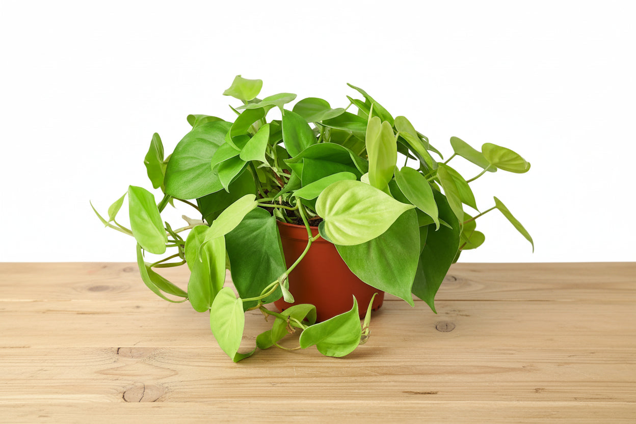 Vibrant Philodendron 'Neon' houseplant with chartreuse, heart-shaped leaves in a brown pot on a wooden surface.