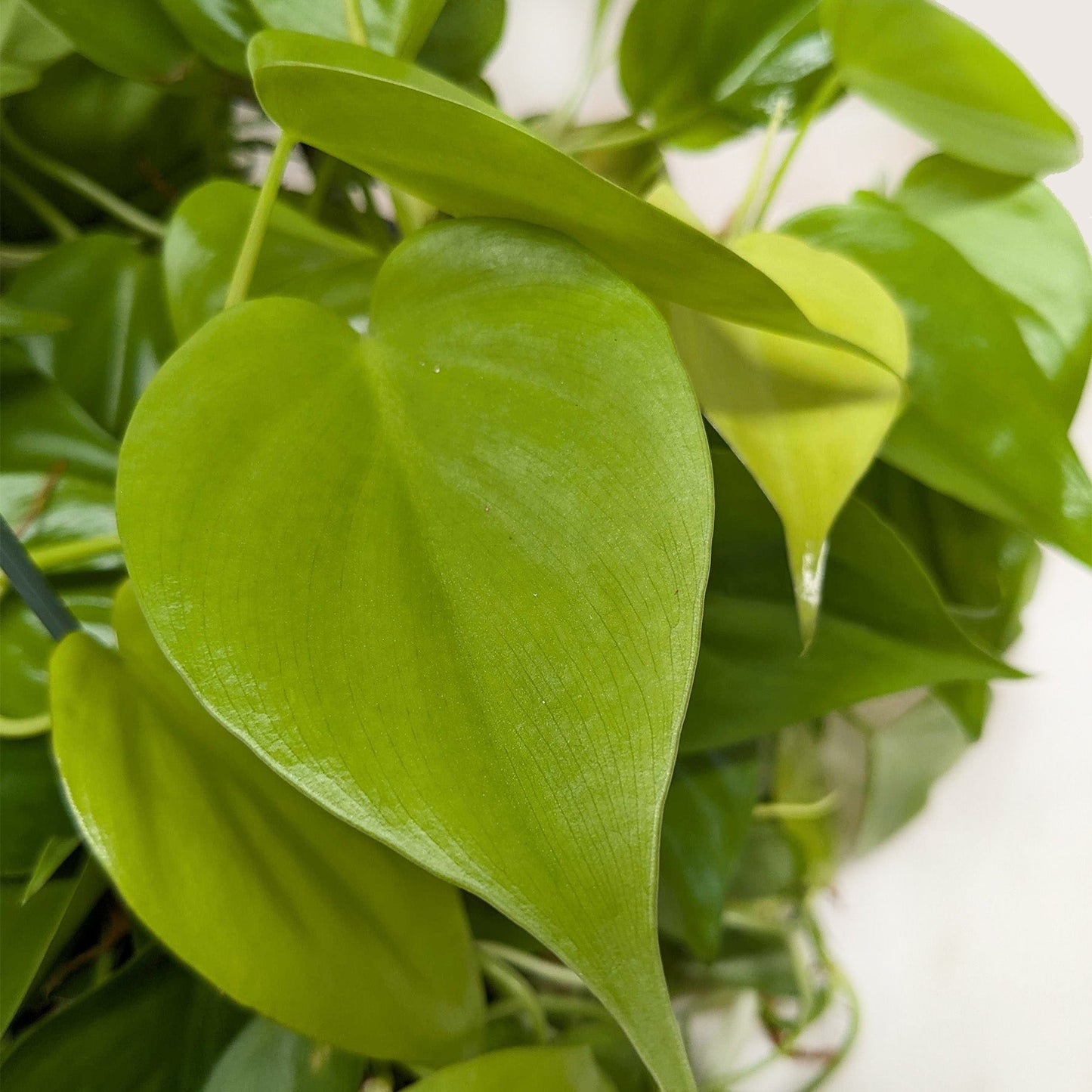 Close-up of vibrant chartreuse, heart-shaped leaves of a Philodendron 'Neon' houseplant.