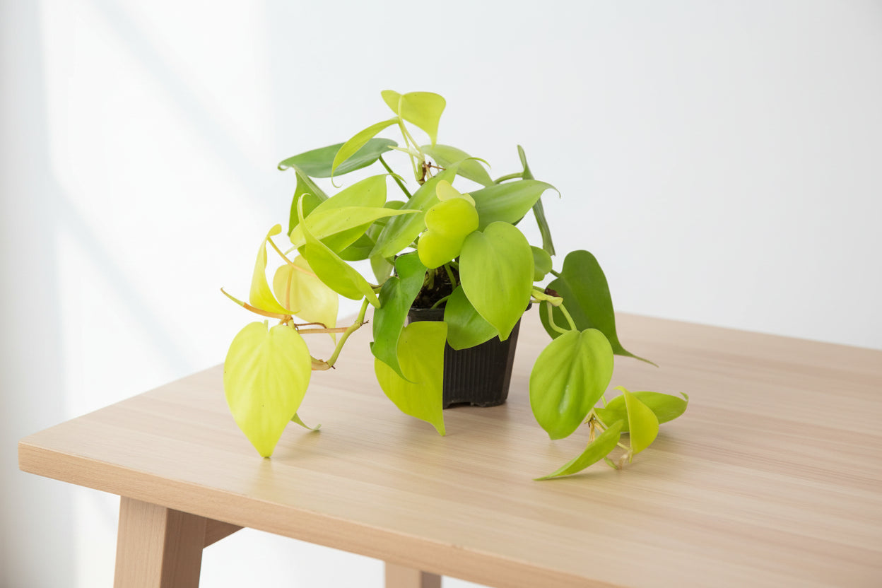 Vibrant chartreuse Philodendron 'Neon' houseplant in a black nursery pot on a light wood table.