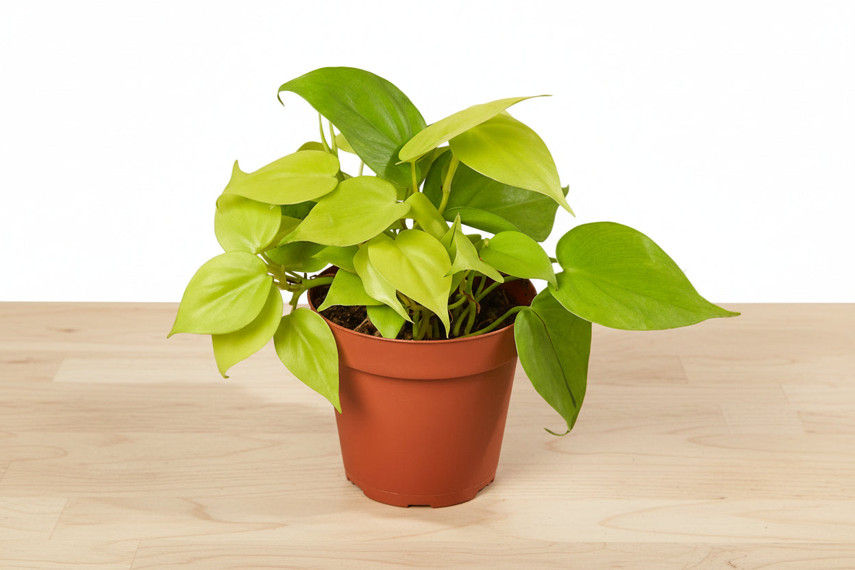 Vibrant chartreuse Philodendron 'Neon' houseplant in a brown pot on a light wood surface.