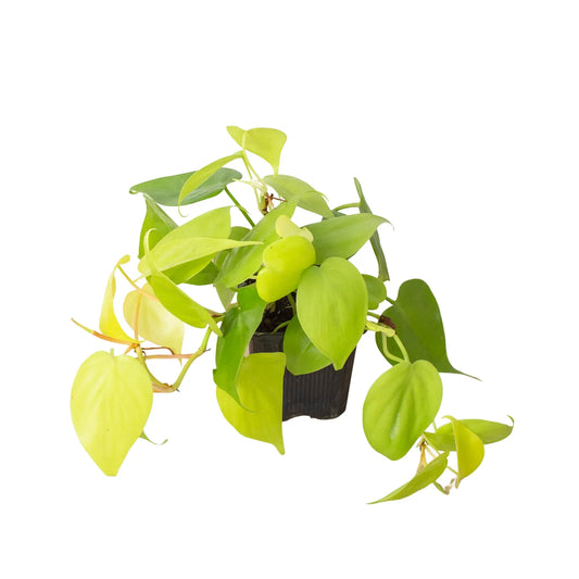 A potted philodendron 'Neon' houseplant with neon heart shaped leaves trailing down a black nursery pot on a white background.