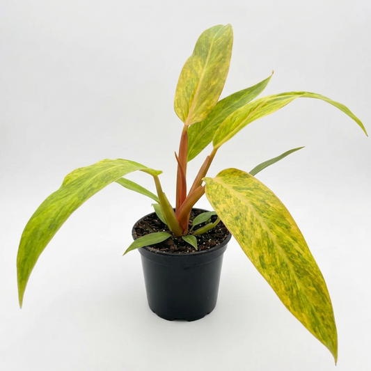 A philodendron orange marmalade with long green and yellow variegated leaves in a black pot on white surface.